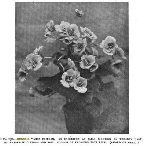 B. ‘Miss Clibran’